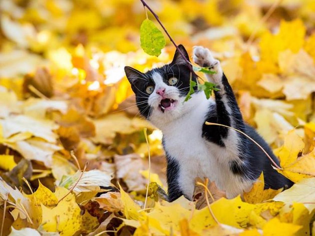 Домашние хитрости: Осторожно! Эти растения опасны для кошек