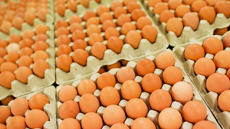 Деньги: С января в Германии вырастут цены на яйца