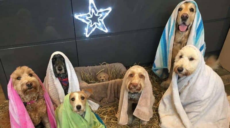 Досуг: Женщина воссоздала сцену рождения Христа с помощью собак