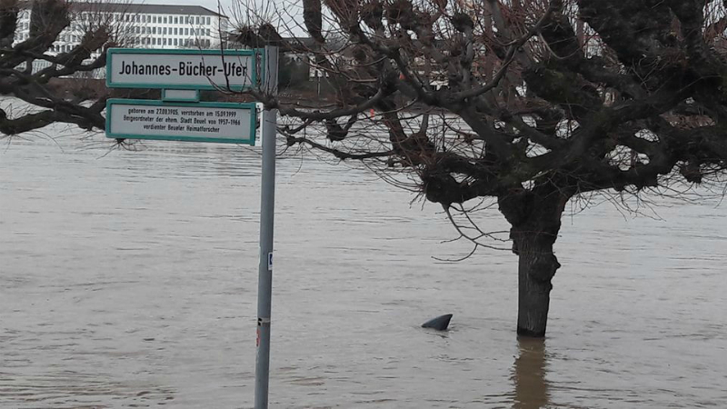 Общество: Наводнение в Германии: в Рейне появились акулы?