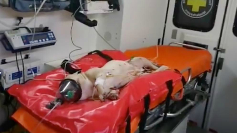 Происшествия: В Баварии мужчина выбросил собаку из окна