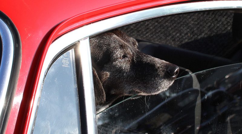 Закон и право: Ремень для собаки, жилет для пассажира – за что штрафуют туристов в Европе