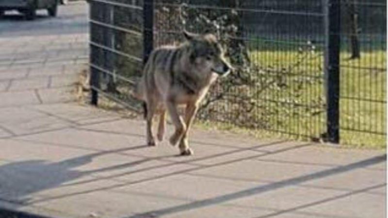 Общество: Жители Германии напуганы: волки гуляют по улицам городов
