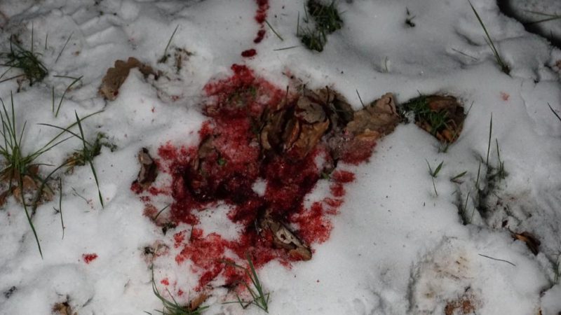 Происшествия: Кровавый след на снегу: полиция пытается разгадать загадку