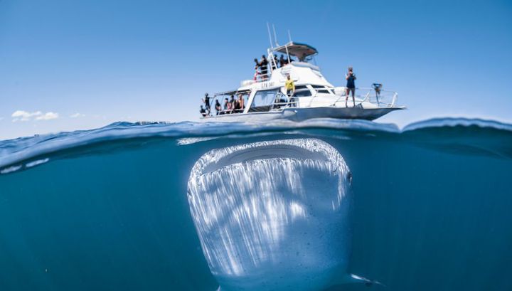 Досуг: Гигантская акула чуть не проглотила яхту с туристами