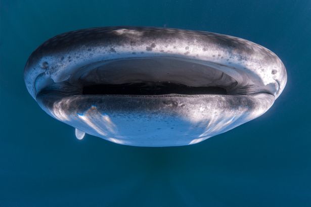 Досуг: Гигантская акула чуть не проглотила яхту с туристами рис 2