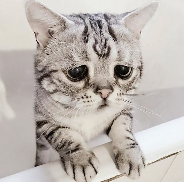 Досуг: Вероятно самая грустная кошка в мире рис 2