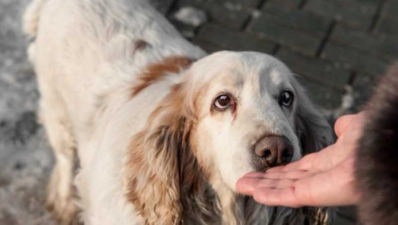 Здоровье: Собаки умеют распознавать рак по запаху