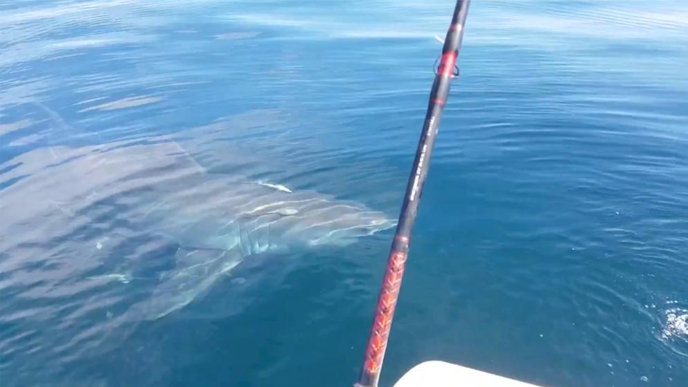Общество: Белая акула испортила рыбалку двум приятелям (+видео)