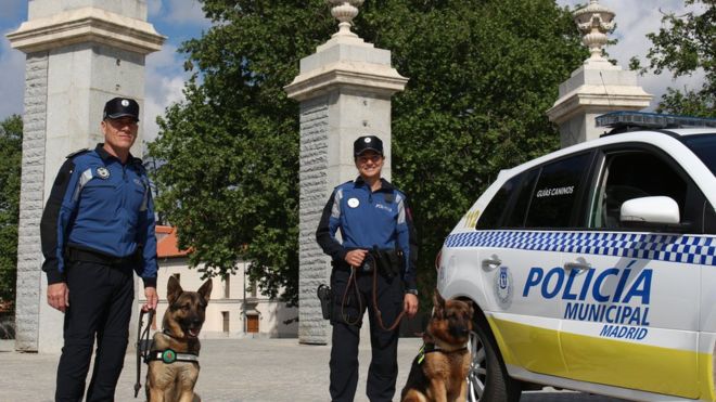 Общество: Служебные собаки в Мадриде расслабляются под Моцарта
