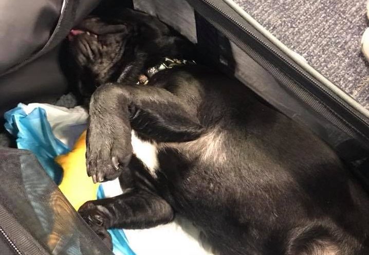 Отовсюду обо всем: Из-за стюардессы собака погибла в самолете