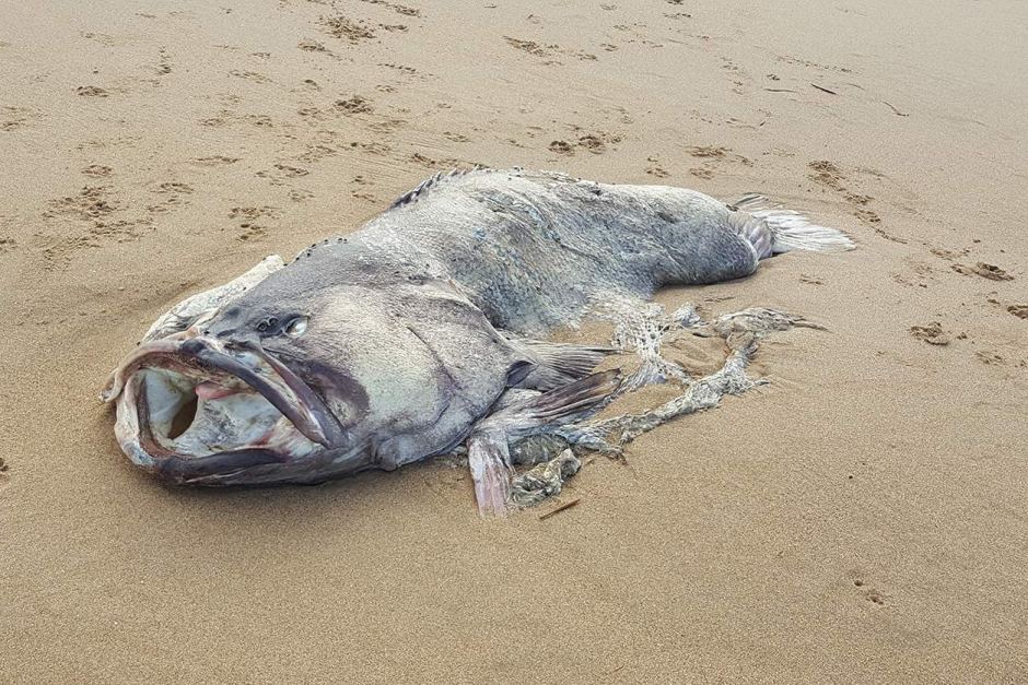Отовсюду обо всем: На побережье выбросило останки рыбы-монстра