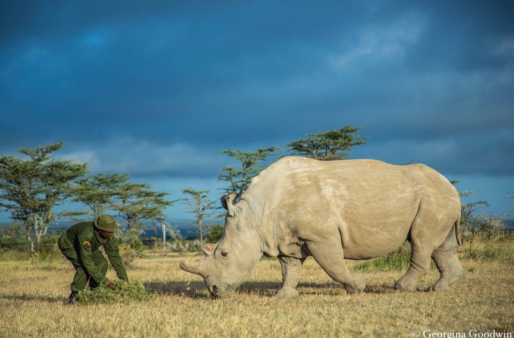 Отовсюду обо всем: Погиб последний в мире самец северного белого носорога