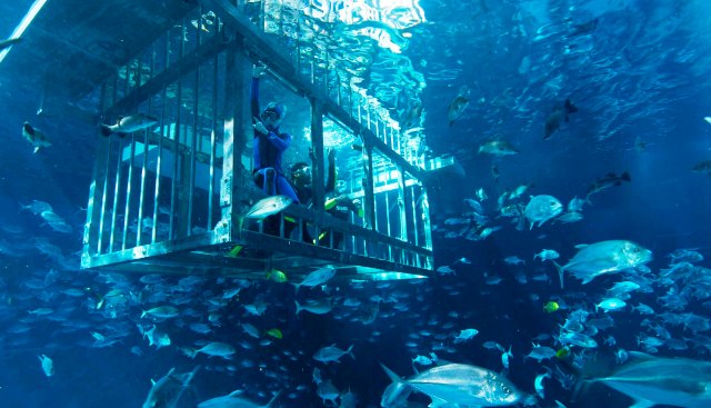 Досуг: Огромный аквариум в центре Dubai Mall захватывает дух рис 2