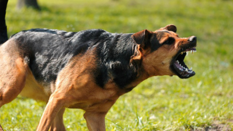 Домашние хитрости: Как защититься от агрессивных собак: три совета эксперта