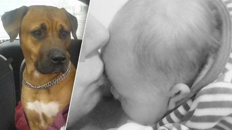 Происшествия: Бойцовская собака прокусила младенцу родничок: укус стал летальным