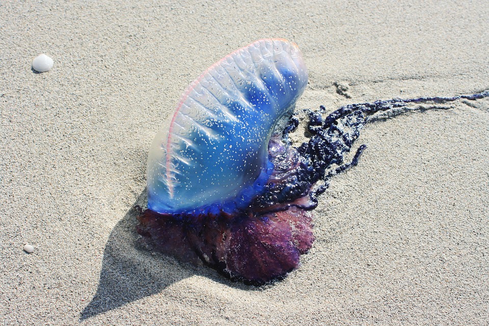 Досуг: На испанских островах появились ядовитые медузы