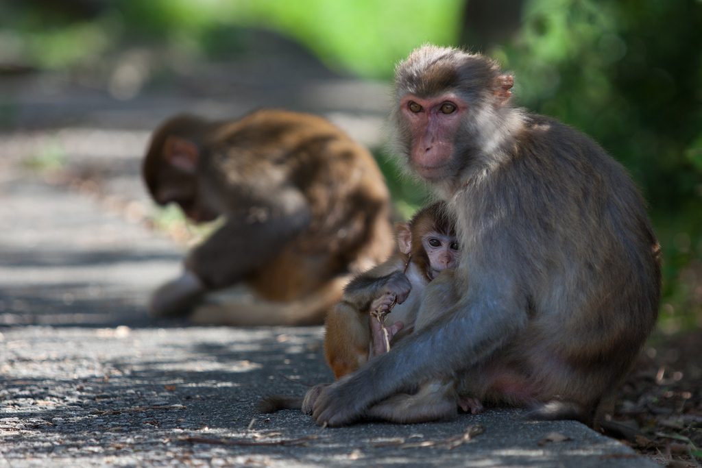 Отовсюду обо всем: В Индии обезьяны похитили и убили младенца