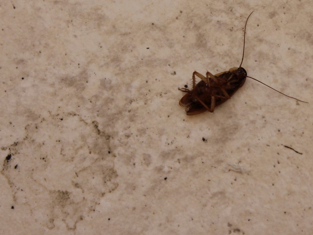 Домашние хитрости: Как быстро и навсегда избавиться от тараканов в доме