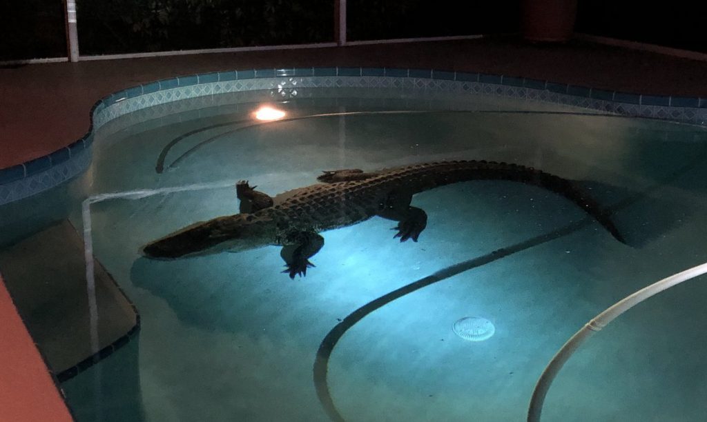 Отовсюду обо всем: Женщина обнаружила в своем бассейне гигантского крокодила