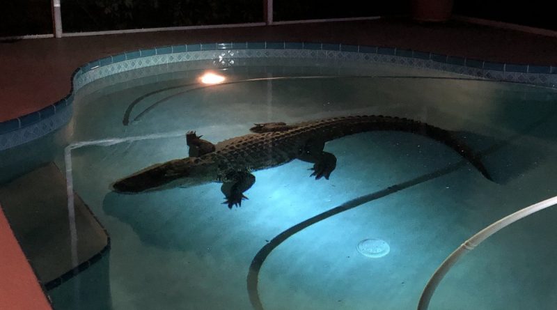 Отовсюду обо всем: Женщина обнаружила в своем бассейне гигантского крокодила