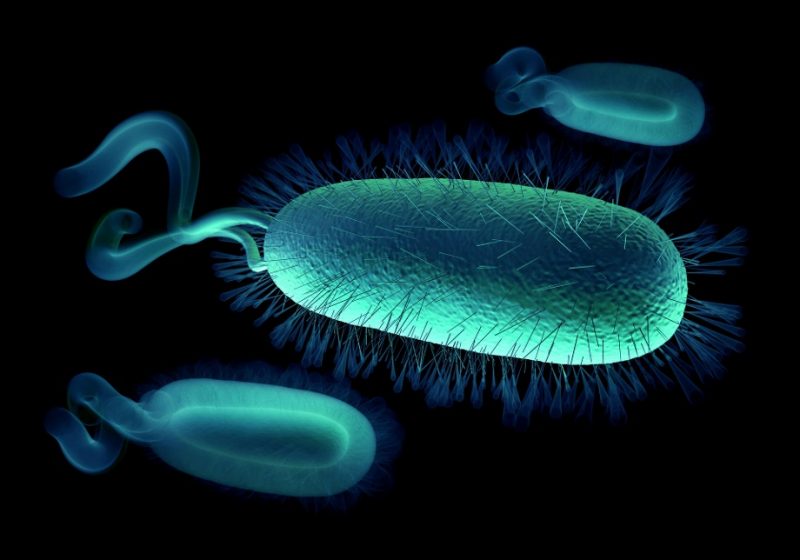 Здоровье: Хеликобактер пилори: в чем опасность бактерии и как ее лечить?