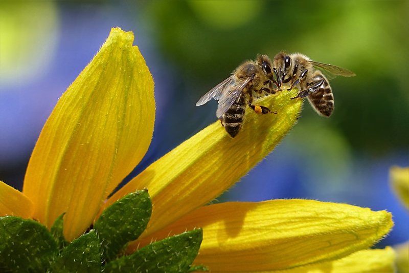 Домашние хитрости: Незваные гости: как избавиться от диких пчел?