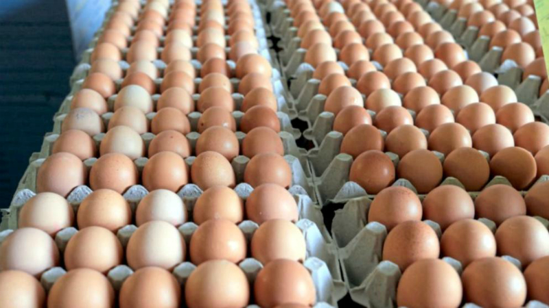 Общество: Пять супермаркетов сняли с продажи яйца с сальмонеллами