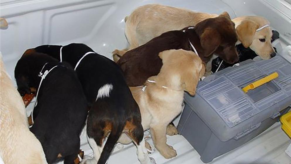 Отовсюду обо всем: Ветеринар использовал живых щенков как контейнеры для контрабанды героина