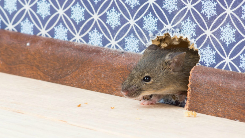 Домашние хитрости: Эффективный способ борьбы с мышами в доме