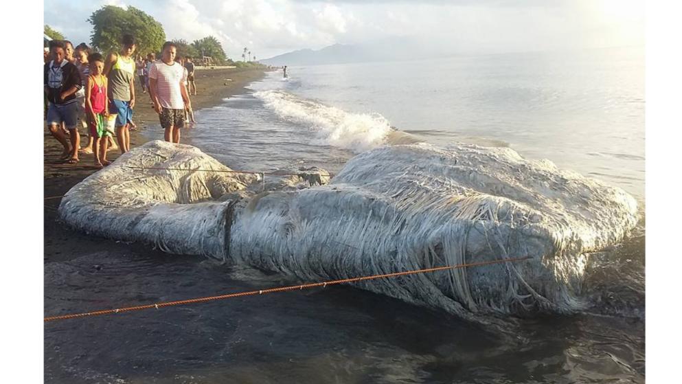 Отовсюду обо всем: На Филиппинах к берегу прибило неизвестное морское чудище (+видео)