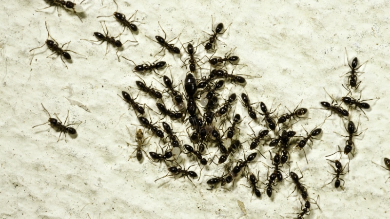 Домашние хитрости: Как избавиться от муравьев на балконе и вблизи него?