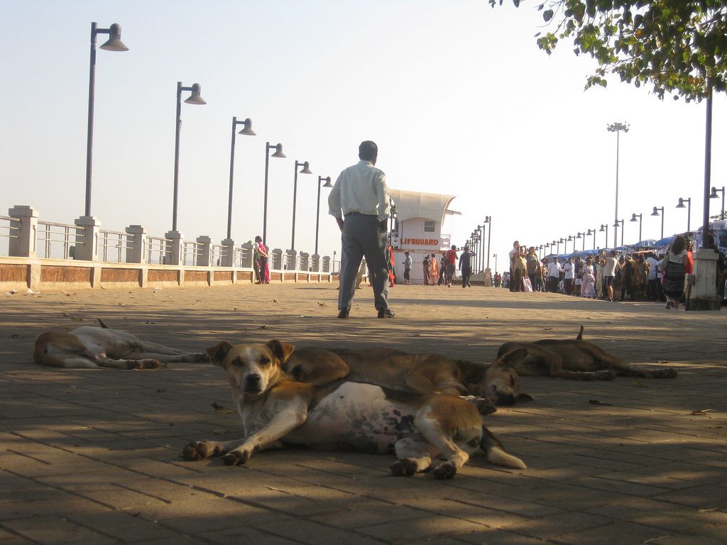 Отовсюду обо всем: Стая диких собак убила уже 6 детей в Индии