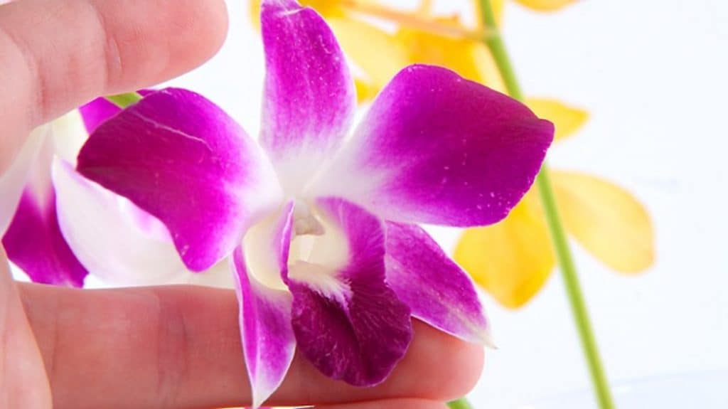 Домашние хитрости: Полив, пересадка и борьба с вредителями: как правильно ухаживать за орхидеей?