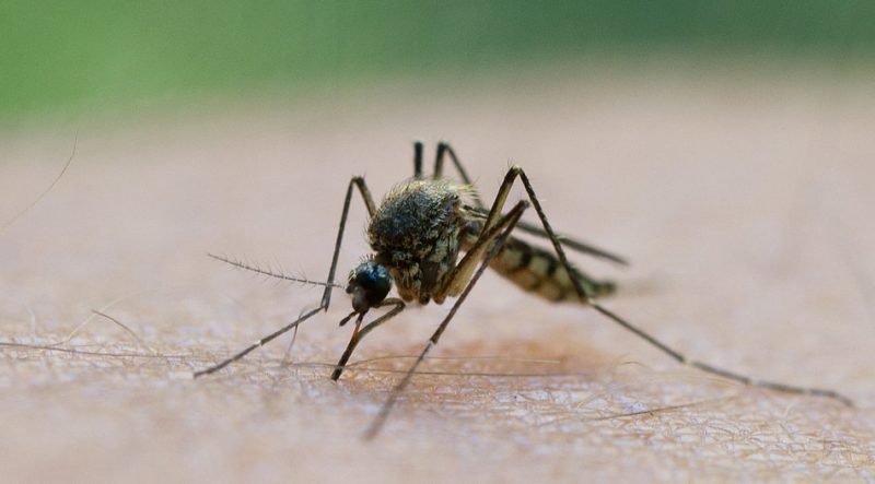Общество: Дюссельдорф и Дуйсбург страдают от огромных и агрессивных комаров
