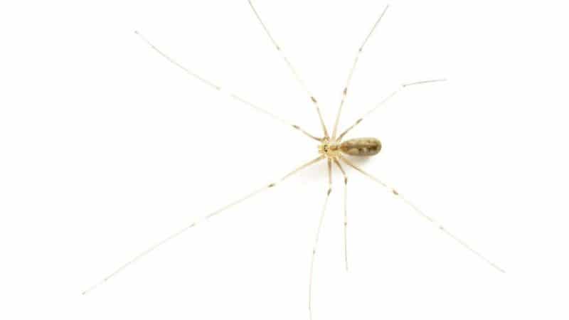 Общество: Этим паукам в доме вы должны радоваться