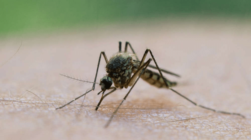 Домашние хитрости: Десять домашних средств, которые спасают от укусов комаров