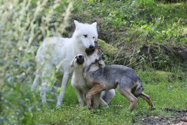 Новости: Увеличение популяции немецких волков может привести к появлению опасных гибридов