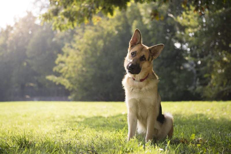 Общество: Топ-9 собачьих привычек и причины, по которым они это делают