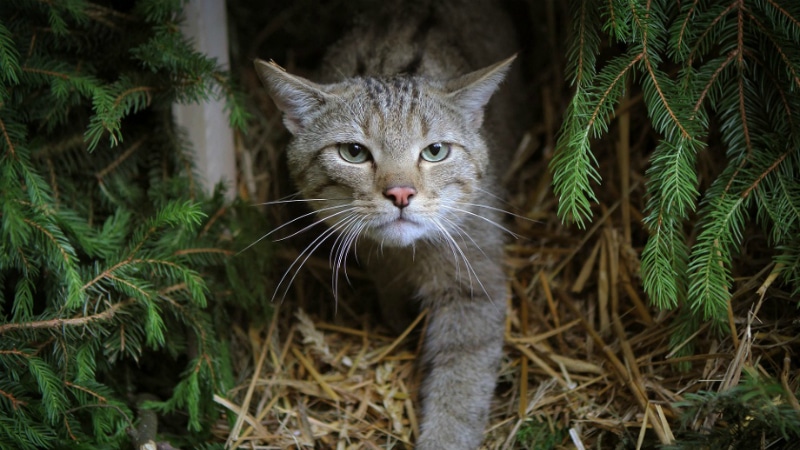 Общество: Почему не стоит трогать дикого лесного кота и как уберечься от опасности?