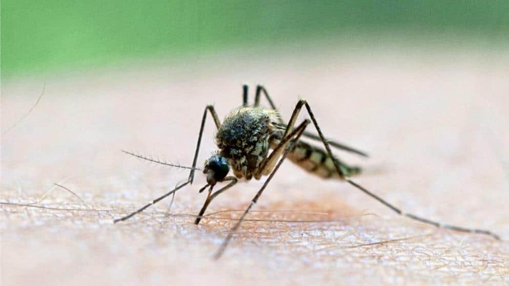 Здоровье: Опасные болезни, которые разносят комары