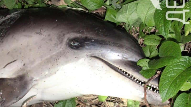Отовсюду обо всем: Россиянка нашла в лесу мертвого дельфина