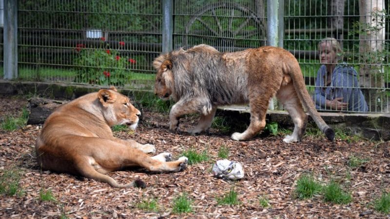 Происшествия: Из зоопарка Люнебаха сбежали дикие животные: людей просят не выходить на улицу