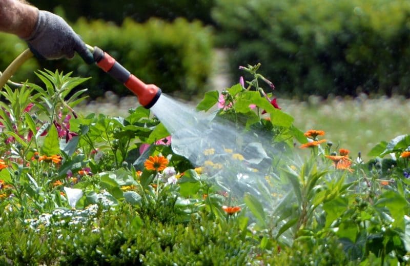 Домашние хитрости: Сколько воды нужно растениям? Самые распространенные ошибки при поливе