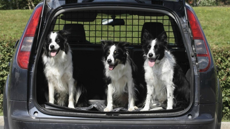 Полезные советы: Поездка на автомобиле с домашним животным: пять опасностей