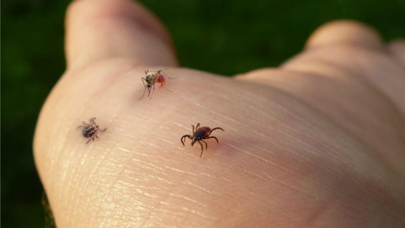 Здоровье: Ученые предупреждают: комаров и клещей много как никогда