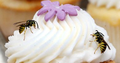 Общество: Убийство одной осы может обойтись в €50 тысяч