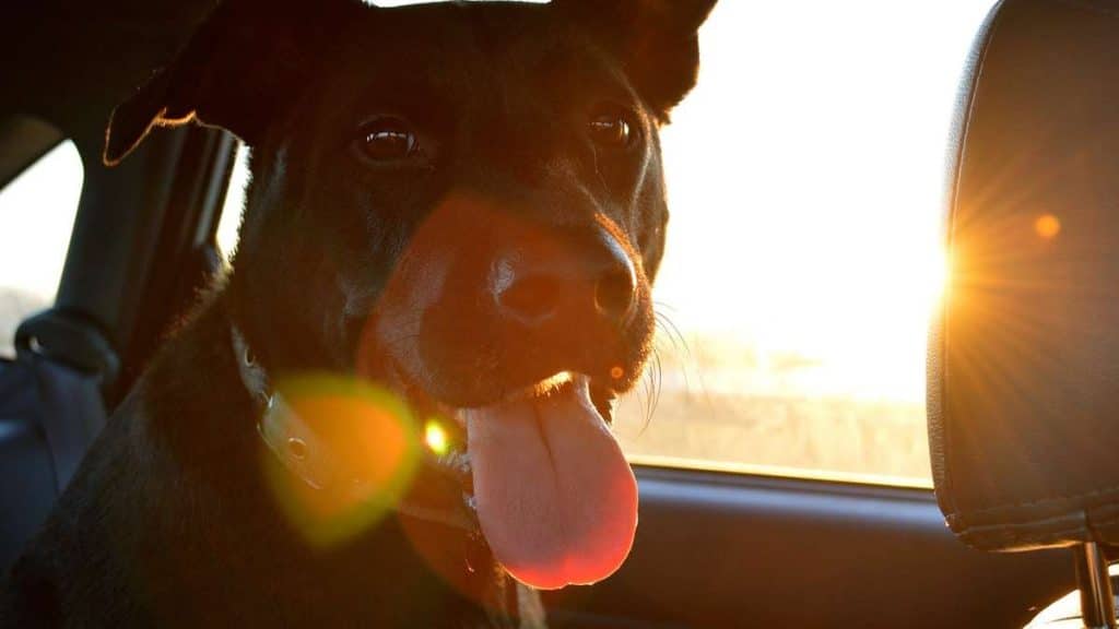 Закон и право: Можно ли спасать чужую собаку из раскаленного автомобиля?