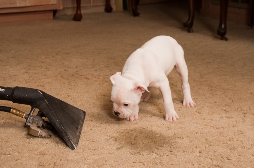 Домашние хитрости: Как вывести пятна на ковре: простые и действенные способы