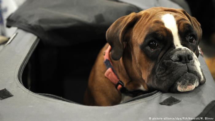 Общество: Всемирный день собак: какие породы произошли из Германии? рис 3